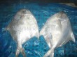 Large supply of frozen pomfret