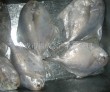 frozen pomfret