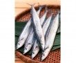 Pacific saury