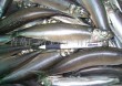 Frozen Japanese sardine