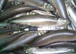 Frozen Japanese sardine
