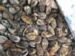 Variegated clams