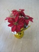 Mini Christmas flower pot 2