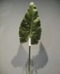 artificial leaf -JC6015