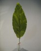 artificial leaf -JC6018