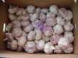Jinxiang garlic