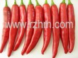 fresh chilli