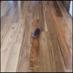 Engineered Spotted Gum Flooring