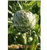 Artichoke extract