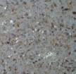 freshwater shell tile