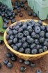 Blueberry E-liquid