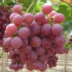 fresh globe grape