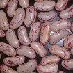 light speckled kidney bean
