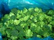 frozen broccoli