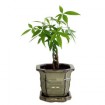 Mini Money Tree 